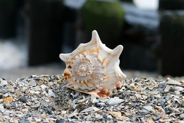 sea shell
