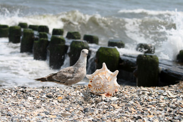 sea shell