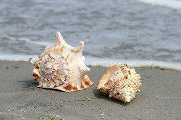 sea shells