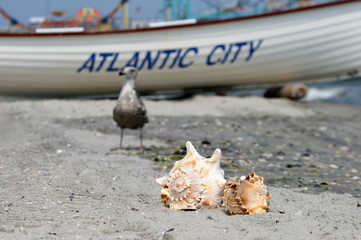 sea shells