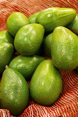 grupo de aguacates avocado palta