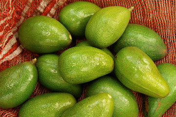 grupo de aguacates avocado palta