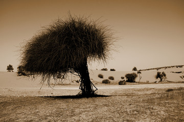 desert's tree alone sepia version