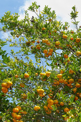 Arbol lleno de mandarinas