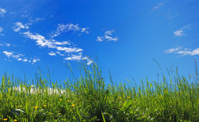 green grass on blue sky background