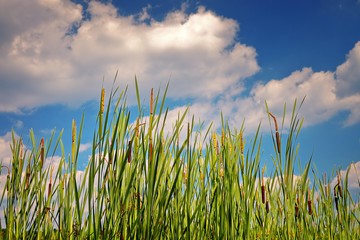 Green grass on a sky backdrop