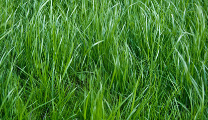 grass texture