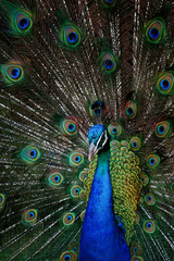 Fototapeta na wymiar Beutiful Blue peacock