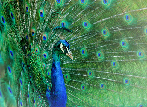 Fototapeta Dancing peacock