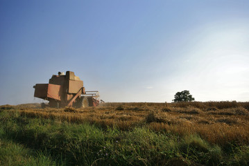 Naklejka premium la moisson