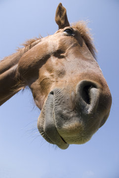 Smile horse
