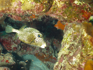 Obraz premium Spotted Trunkfish