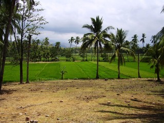 Philippine Rice Fields