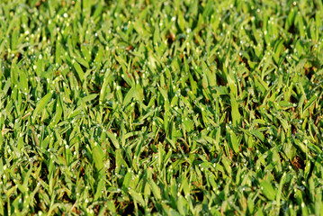 green grass and water droplet in the gardens