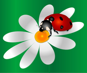 Marienkäfer und Blume