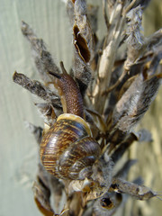 Snail on the dry stalk