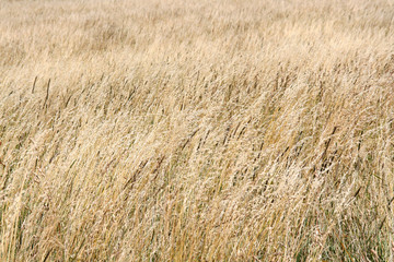 Feld, Landschaft im Sommer
