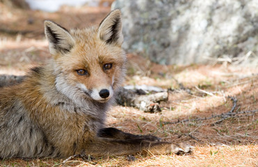 Fox in Gran Paradiso in italian Alps