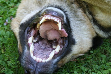 cane © Carlo Fumagalli