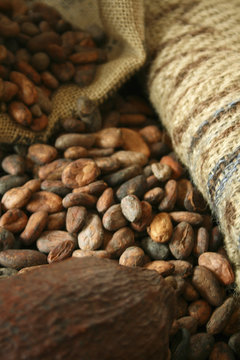 kakaofr&uuml;chte und kakabohnen