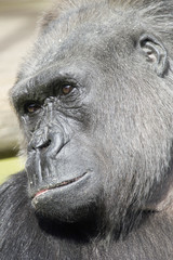 Head shot of male Gorilla - portrait orientation