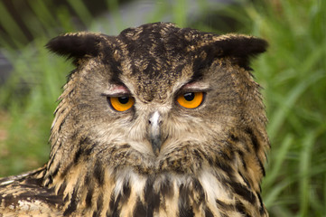 European Eagle Owl (Bubo Bubo Bubo)