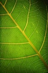 A macro shot of a leaf section