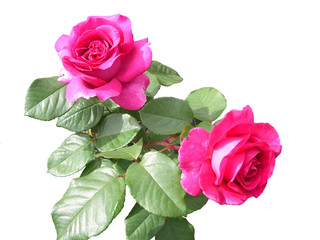 Roses détourées