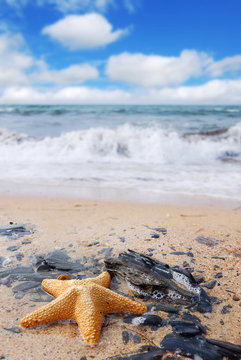 A Starfish on a beach