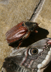 moth and beetle