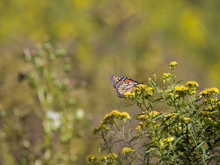 A monarch butterfly feeding on yellow flowers.