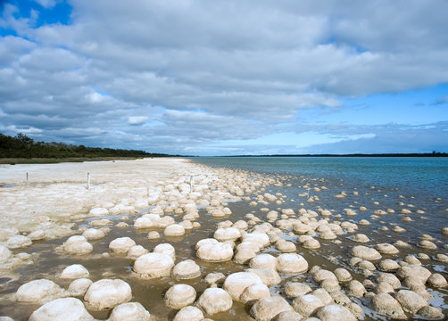 reef of living rocks 