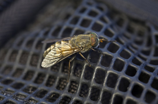 The gadfly close up on a background of a backpack