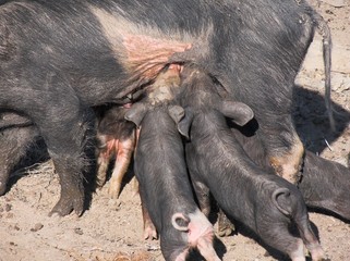 scrofa che allatta i maialini