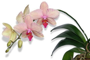 orchidée papillon