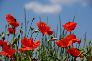Fototapeta premium flowers
