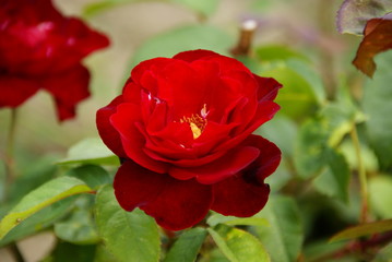 rose