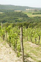 Fototapeta na wymiar vineyard in Italy with castle in background