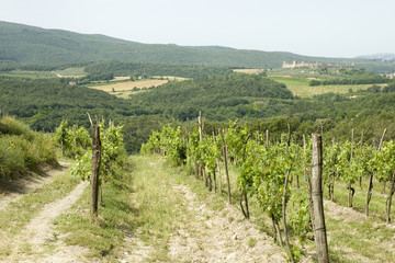 Fototapeta na wymiar vineyard in Italy with a castle in the background