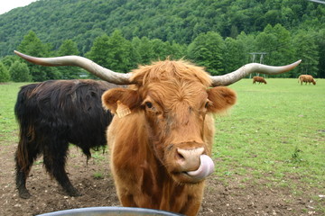 2007-06-17 Jura Ferme de l'Aurochs Auroch 016
