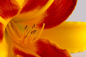 Taglilie © Manuela Schueler