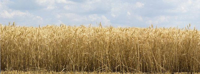 Harvest of wheat