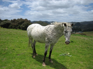 Pferd NZ