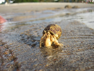 Einsiedlerkrebs Thailand
