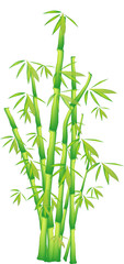 Bambus - 3714204