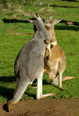 Kangaroo kisses.