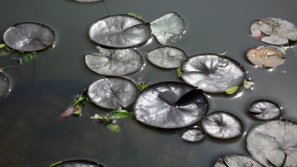 Water plants in pond
