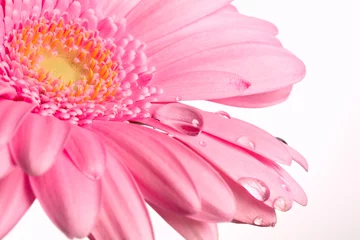 Photo sur Plexiglas Fleurs flower and drops