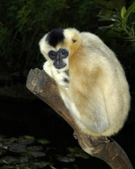 White Cheek Gibbon.