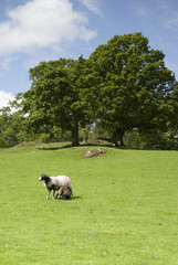 Obraz na płótnie Canvas View across farmland in the Lake District - portrait orientation